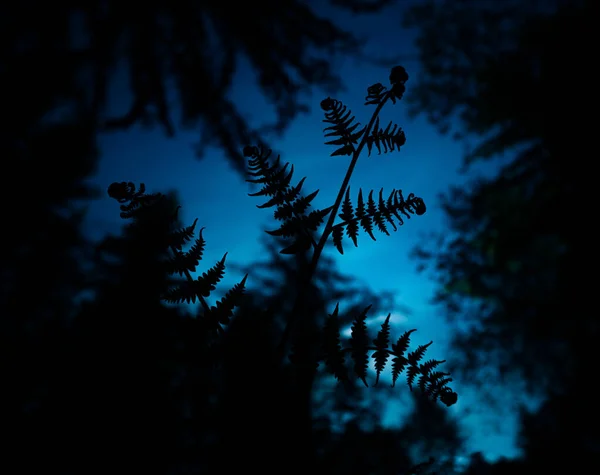 Une Belle Fougère Part Bas Fougère Poussant Dans Forêt Pendant — Photo