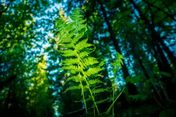 Uma Bela Samambaia Sai Baixo Samambaia Crescendo Floresta Durante Verão — Fotografia de Stock