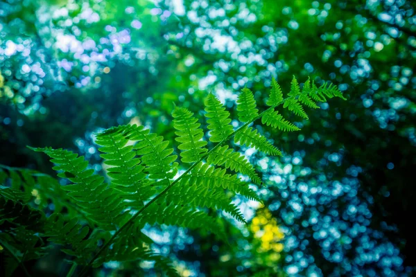 A beautiful fern leaves from below. Fern growing in the forest during summer. Woodlands vegetation in Northern Europe.