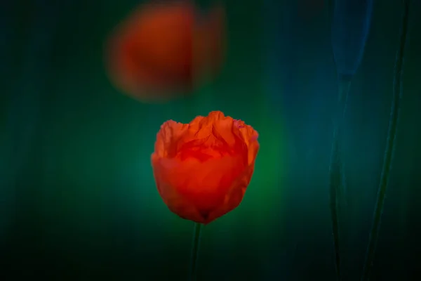 Lindas Papoulas Vermelhas Campo Verão Uma Paisagem Matinal Com Flores — Fotografia de Stock