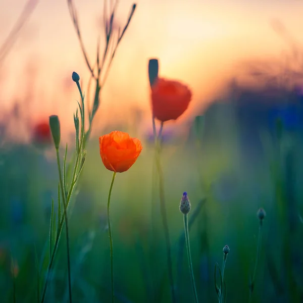 Beautiful Summer Field Red Poppy Flowers Summer Scenery Flowers Cultivated — Stock Photo, Image