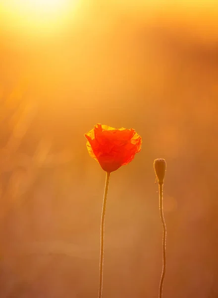 Uma Bela Flor Papoula Vermelha Uma Luz Quente Noite Cenário — Fotografia de Stock