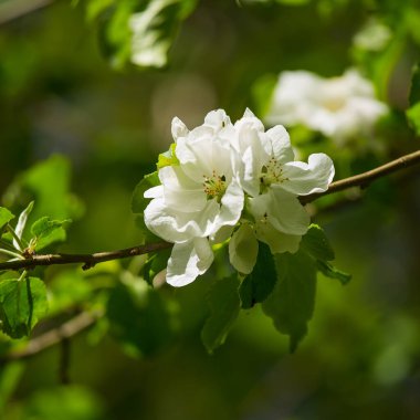 Yazın başlarında güzel beyaz elma ağaçları çiçek açar. Kuzey Avrupa 'da bir meyve bahçesinde çiçek açan meyve ağacı.