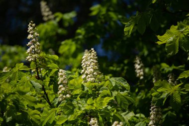 Güneşli bir yaz sabahında güzel kestane ağacı yaprakları. Kuzey Avrupa 'da vahşi bir kestane ağacıyla doğal manzara.