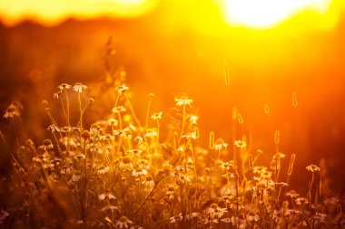 Yaz gündoğumu boyunca çayırlarda açan güzel beyaz papatya çiçekleri. Kuzey Avrupa 'nın kır çiçekleriyle dolu kırsal manzara.