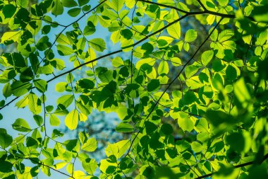 Yaz güneşinde güzel, taze, yeşil yapraklar. Kuzey Avrupa 'nın canlı orman manzarası.