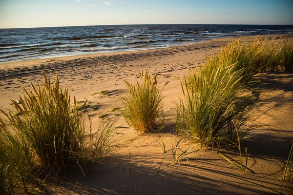 Piękna Trawa Plażowa Nad Bałtykiem Godzinach Zachodu Słońca Krajobraz Nadmorski — Zdjęcie stockowe