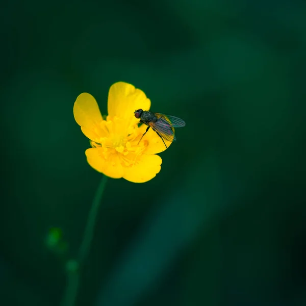 Vackra Gula Vanliga Fjärilar Blommar Gräset Sommarlandskap Äng Norra Europa — Stockfoto