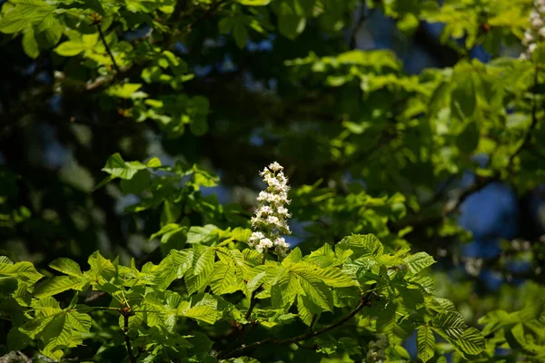 Beautiful Chestnut Tree Leaves Sunny Summer Morning Natural Scenery Northern — Stock Photo, Image