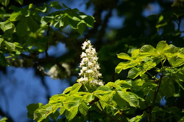 Prachtige Kastanjeboom Bladeren Een Zonnige Zomerochtend Natuurlandschap Noord Europa Met — Stockfoto