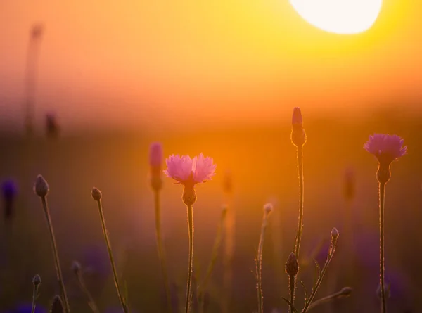 Hermosos Acianos Azules Floreciendo Campo Con Luz Dorada Atardecer Flores — Foto de Stock