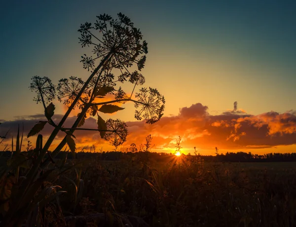 Летние Полевые Цветы Растущие Мегаполисе Часы Восхода Солнца Сельские Пейзажи — стоковое фото