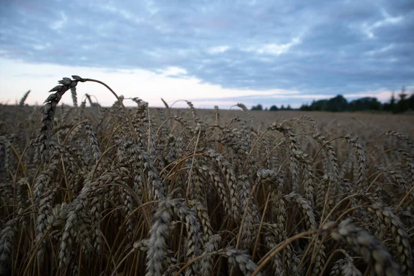 Дозрілий Урожай Пшениці Кінці Літа Готові Збору Врожаю Звичайна Їжа — стокове фото