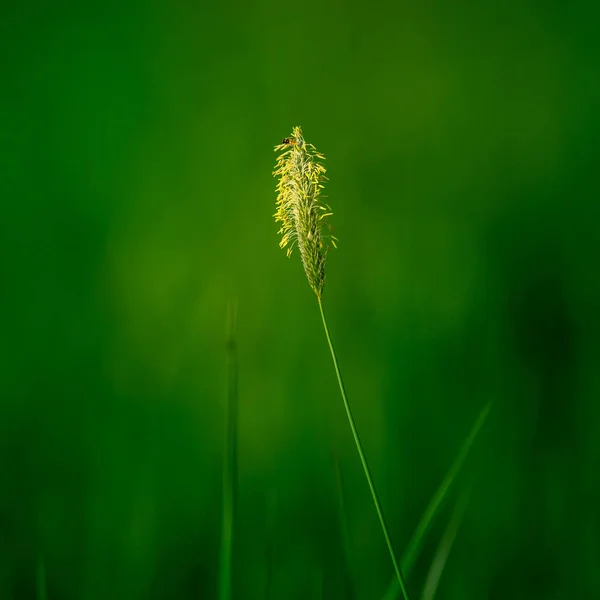 Linda Fresca Grama Verde Crescendo Prado Verão Cenário Rural Verão — Fotografia de Stock