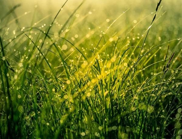 Krásná Svěží Zelená Tráva Rostoucí Letní Louce Venkovské Letní Scenérie — Stock fotografie