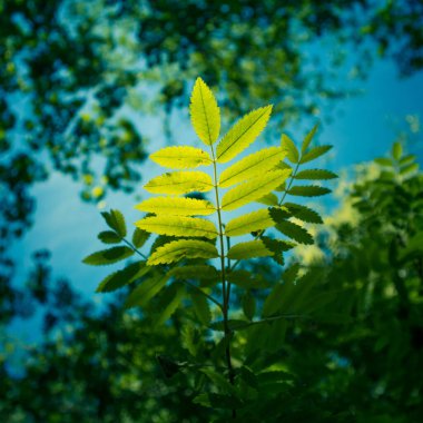 Yaz güneşinde güzel, taze, yeşil yapraklar. Kuzey Avrupa 'nın canlı orman manzarası.