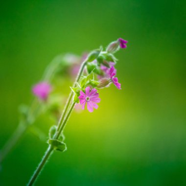 Çayırdaki uzun otların arasında açan güzel, mor kır çiçeği. Kuzey Avrupa 'nın yaz sabahı manzarası.