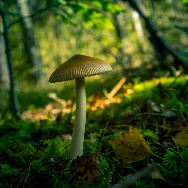 Paddenstoelen Groeien Bosbodem Late Zomer Boslandschap Noord Europa — Stockfoto