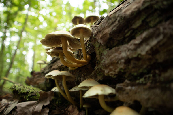 Mushrooms growing on a dead, rotten tree stump in forest. Late summer scenery in woodlands in Northern Europe.