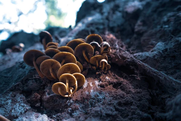 Paddenstoelen Groeien Een Dode Rotte Boomstronk Het Bos Late Zomer — Stockfoto