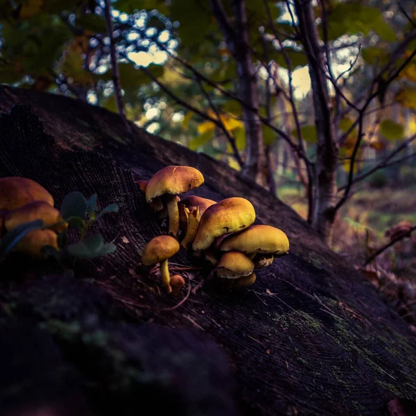 Paddenstoelen Groeien Een Dode Rotte Boomstronk Het Bos Late Zomer — Stockfoto