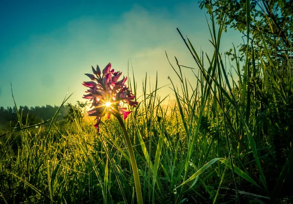 Una Bella Orchidea Selvatica Rosa Che Fiorisce Nell Erba Alta — Foto Stock