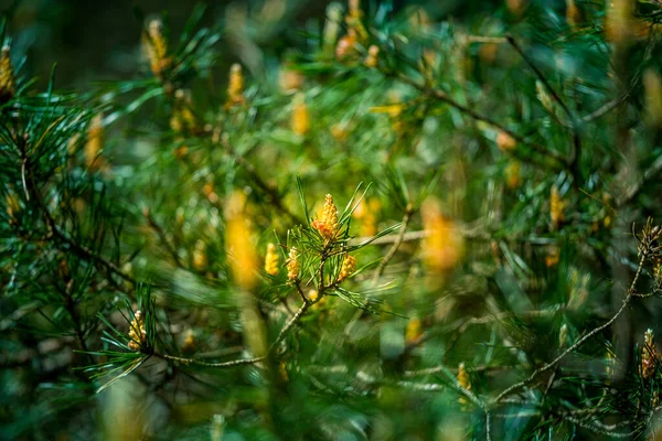 Vacker Blommande Tallar Början Sommaren Soligt Landskap Med Träd Skog — Stockfoto
