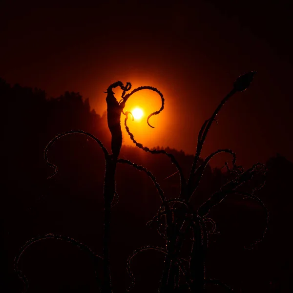 Extraña Planta Silvestre Que Crece Prado Paisaje Verano Durante Amanecer — Foto de Stock