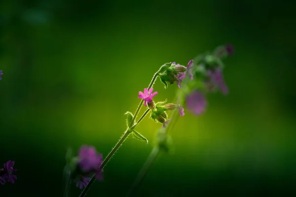 美丽的紫色野花盛开在草地的高高的草地上 北欧的夏日晨景 — 图库照片
