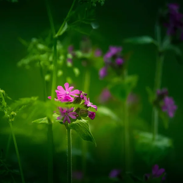 Beautiful Purple Wildflower Blooming Tall Grass Meadow Summer Morning Scenery — Stock Photo, Image