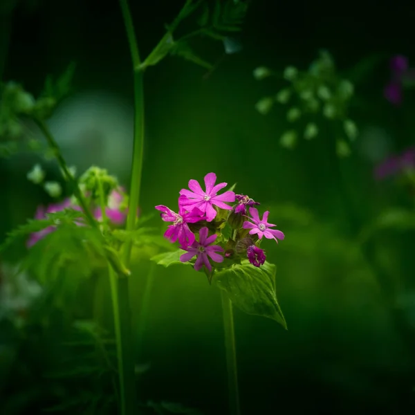Schöne Lila Wildblume Blüht Hohen Gras Auf Der Wiese Sommerliche — Stockfoto