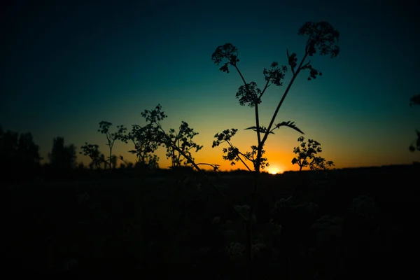 Lindas Flores Renda Rainha Ana Desabrochando Lado Estrada Rural Cenário — Fotografia de Stock