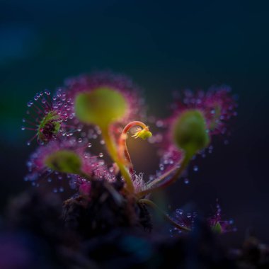 Bataklıklarda yetişen güzel bir güneş çiği. Güneş ışığı bitkisi böcekleri bekliyor. Kuzey Avrupa 'da etobur bitki.