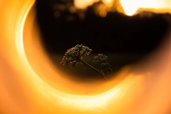 Lindas Flores Renda Rainha Ana Com Flares Luz Artística Flores — Fotografia de Stock