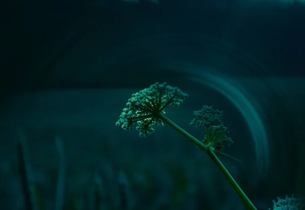 美しい女王アンのレースの花芸術的な光のフレアと 北ヨーロッパの田舎の牧草地で成長する野生の花 — ストック写真