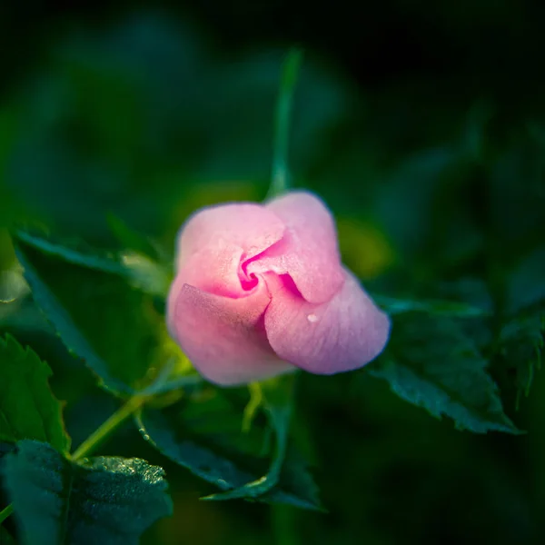 Beautiful Delicate Wild Rose Flower Summer Pink Wildflowers Northern Europe — Stock Photo, Image