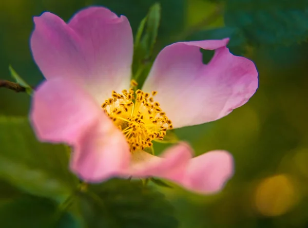 Piękny Delikatny Dziki Kwiat Róży Latem Różowe Dzikie Kwiaty Europy — Zdjęcie stockowe
