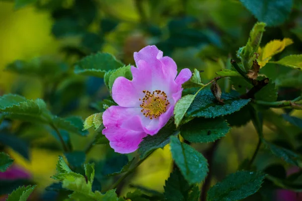 Красивый Нежный Цветок Дикой Розы Летом Розовые Полевые Цветы Северной — стоковое фото