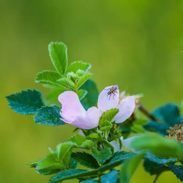 Piękny Delikatny Dziki Kwiat Róży Latem Różowe Dzikie Kwiaty Europy — Zdjęcie stockowe
