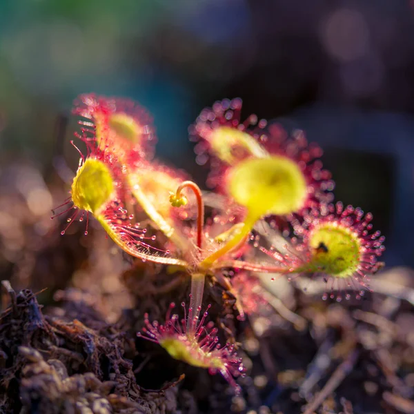 Hermoso Rocío Del Sol Creciendo Los Humedales Hojas Planta Rocío — Foto de Stock