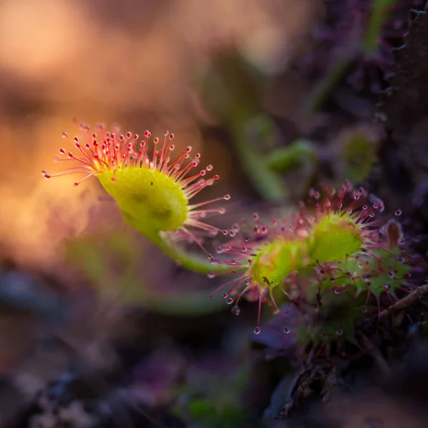 Hermoso Rocío Del Sol Creciendo Los Humedales Hojas Planta Rocío — Foto de Stock