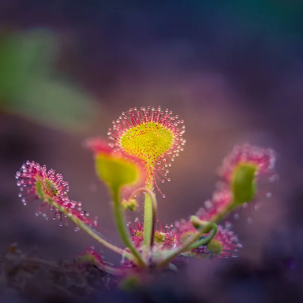 Een Prachtige Zonnedauw Die Groeit Wetlands Zonnedauw Plant Bladeren Wachten — Stockfoto