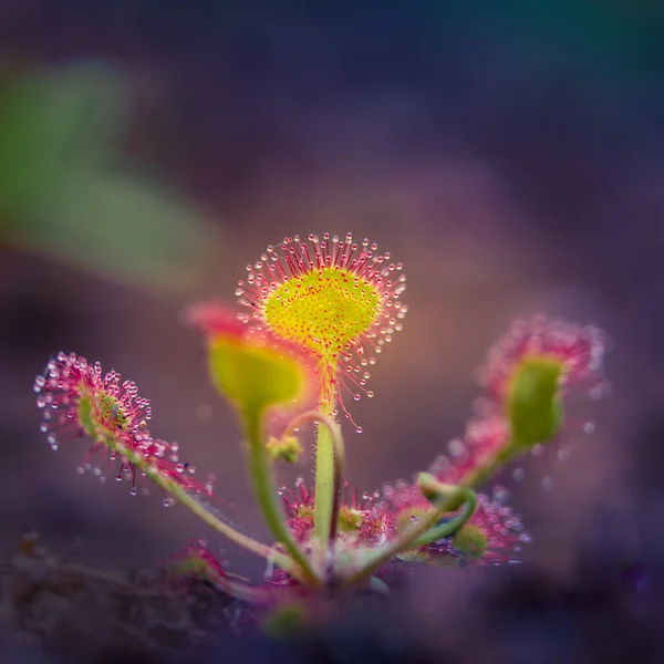 Hermoso Rocío Del Sol Creciendo Los Humedales Hojas Planta Rocío —  Fotos de Stock