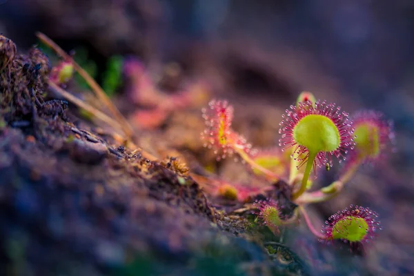 Beautiful Sundew Growing Wetlands Sundew Plant Leaves Waiting Insects Carnivorous — Stock Photo, Image