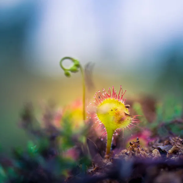 Una Hermosa Pequeña Planta Rocío Del Sol Pantano Con Tallo — Foto de Stock