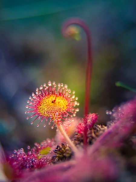 Una Hermosa Pequeña Planta Rocío Del Sol Pantano Con Tallo — Foto de Stock