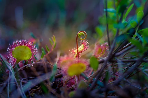 Uma Bela Planta Orvalho Pântano Com Caule Flores Sundew Crescendo — Fotografia de Stock