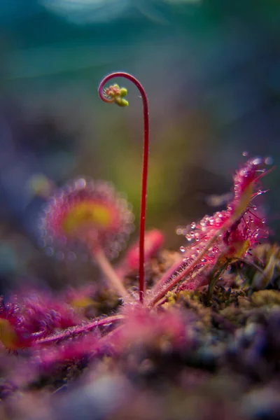 Beautiful Small Swamp Sundew Plant Flower Stem Sundew Growing Northern — Stock Photo, Image