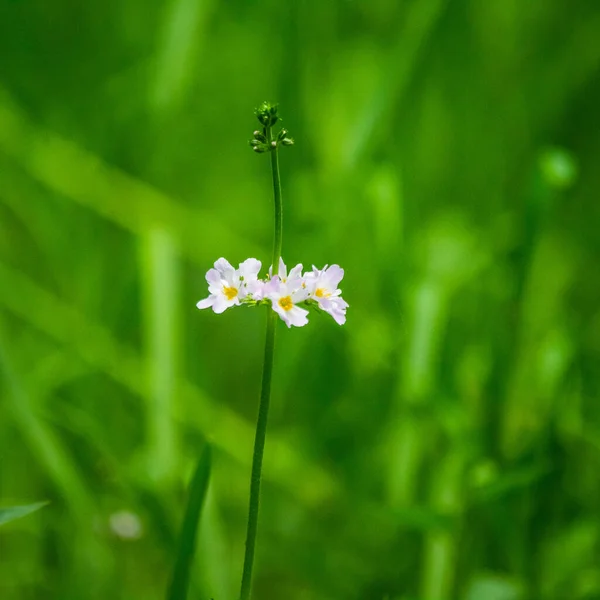 Vackra Vattenvioletta Blommor Blommar Den Överväxt Dammen Vita Blommor Blöta — Stockfoto