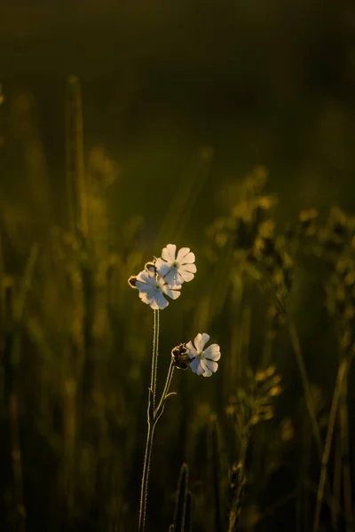 Schöne Weiße Wildblumen Blühen Wiesengras Während Des Sommerlichen Sonnenaufgangs Farbenfrohe — Stockfoto